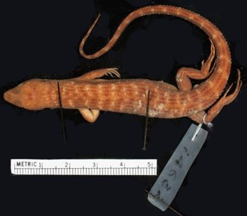 Media type: image;   Herpetology R-14632